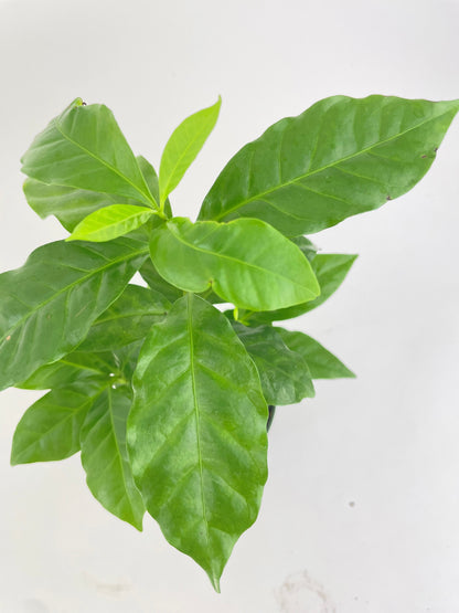 Arabica Coffee Plant "Coffea" by Bumble Plants