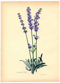 Essential Oil Blend Grounding (Lavender Sage) by Heliotrope San Francisco