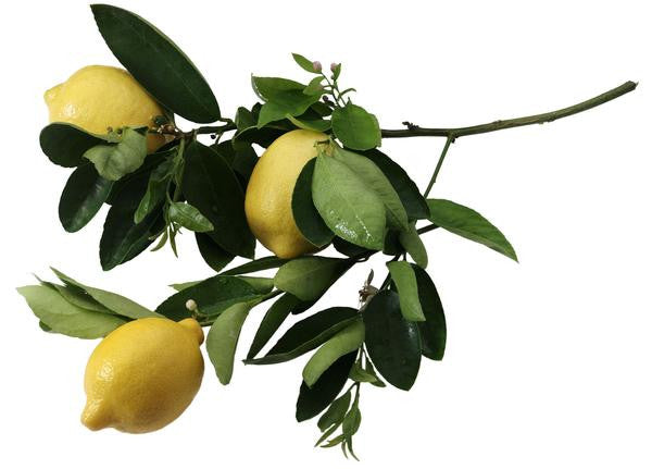 Essential Oil - Lemon (Organic) by Heliotrope San Francisco