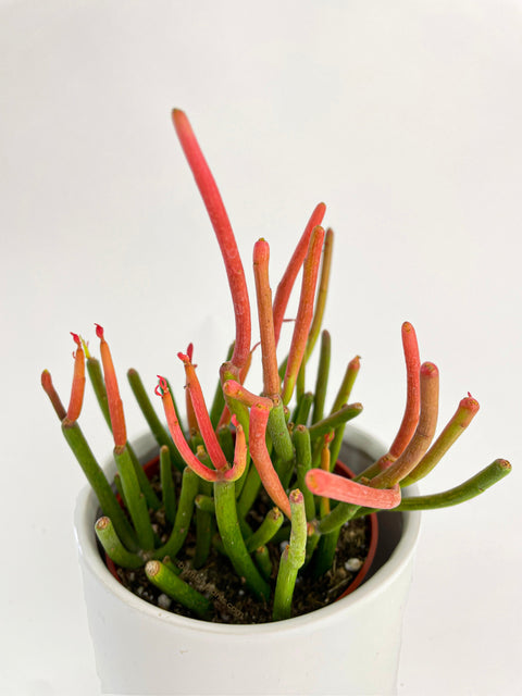 Firestick Pencil Cactus Euphorbia Tirucalli Succulent by Bumble Plants