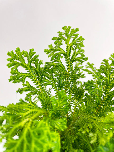 Frosted Tip Fern Selaginella Kraussiana by Bumble Plants
