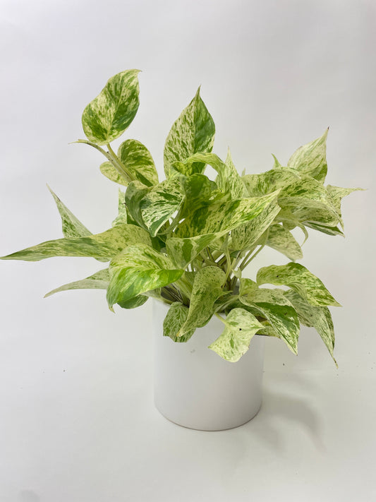 Marble Queen Snow White Pothos by Bumble Plants