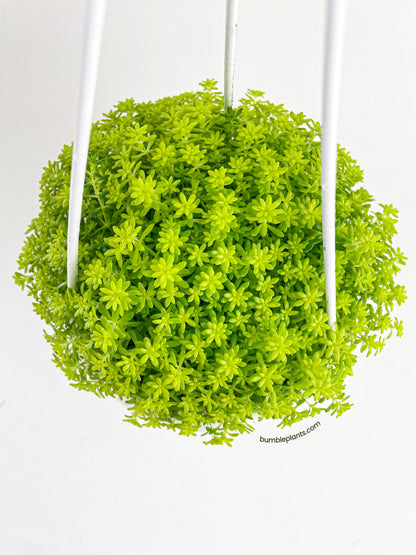 Sedum Japonicum 'Tokyo Sun' (Tokyo Sun Stonecrop) by Bumble Plants