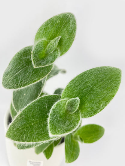 Tradescantia Sillamontana (White Velvet) by Bumble Plants