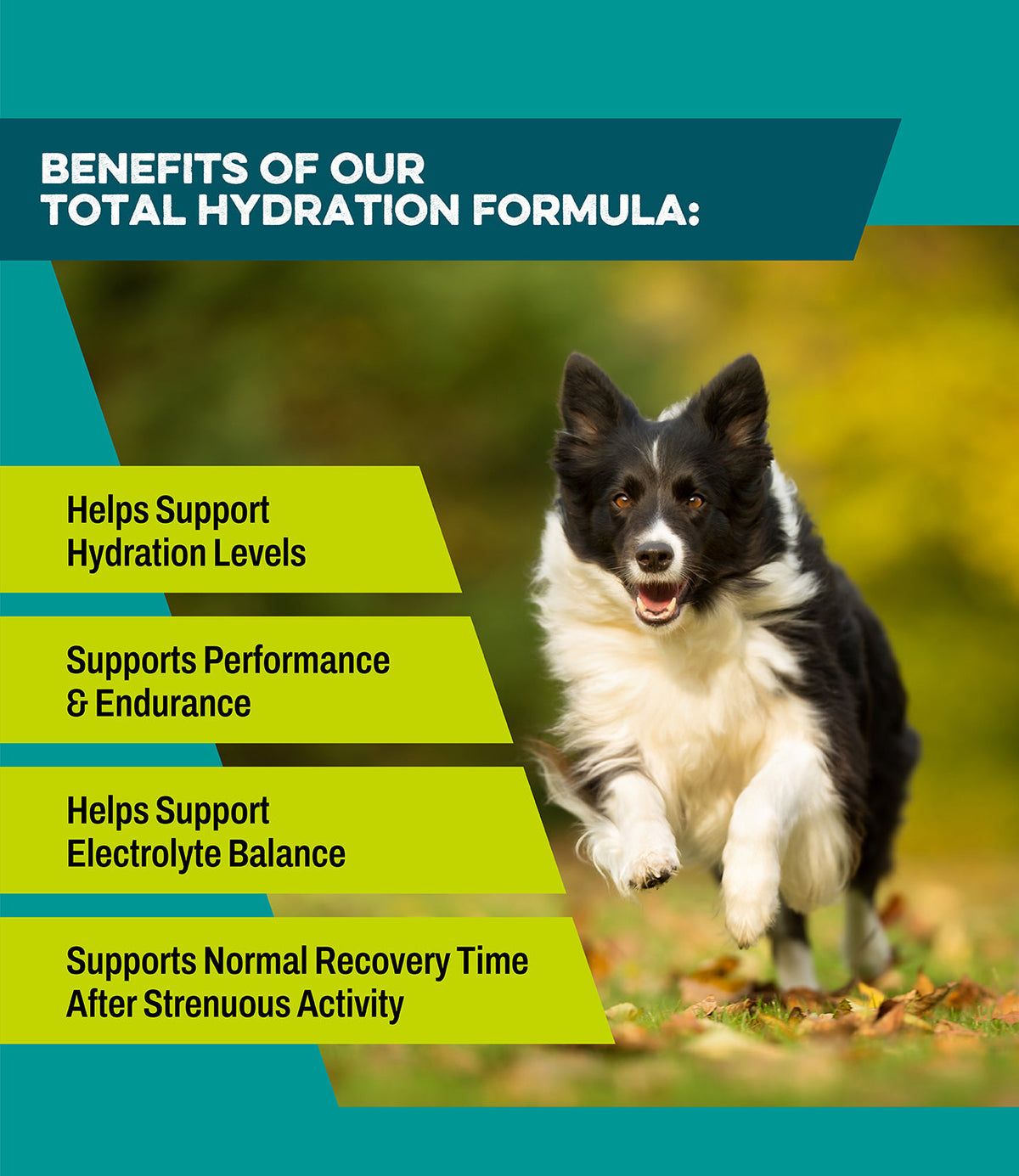 Premium Hydration & Electrolyte Support Dog Supplement