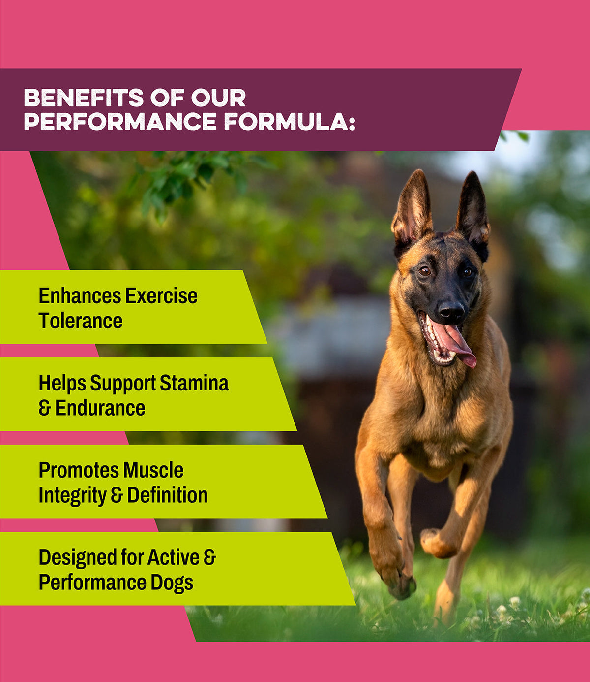 Premium Performance Supplement for Active Dogs
