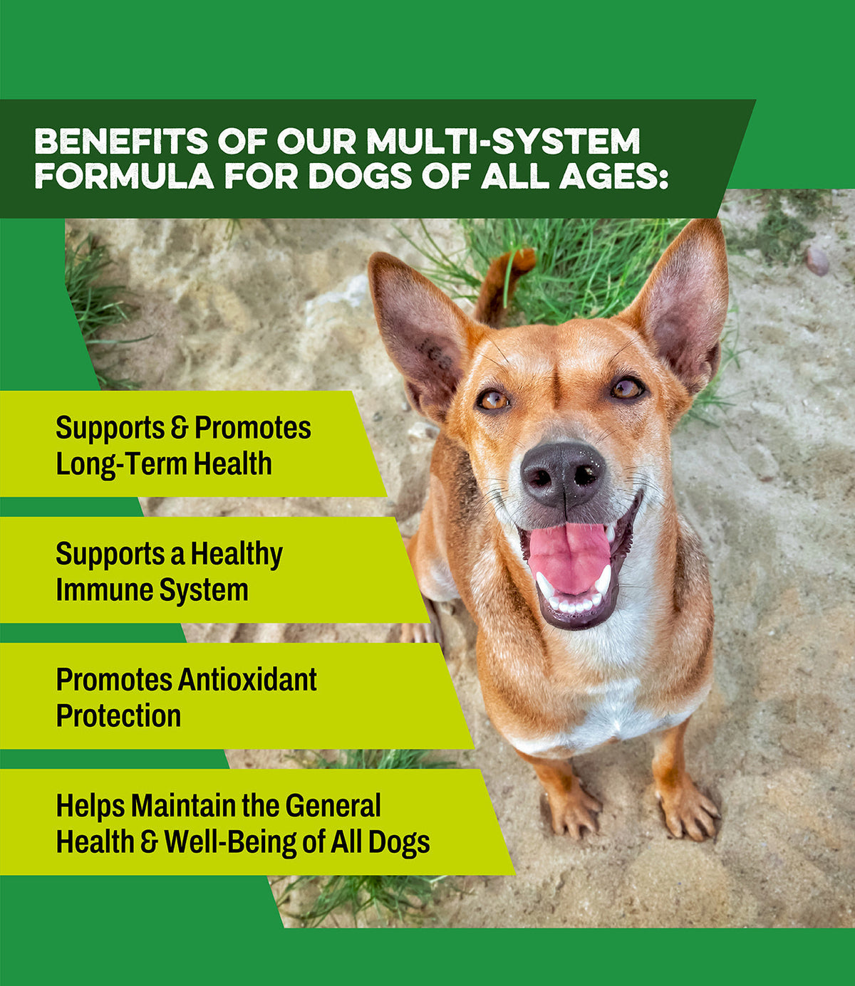 Premium All in 1 Multivitamin Dog Supplement