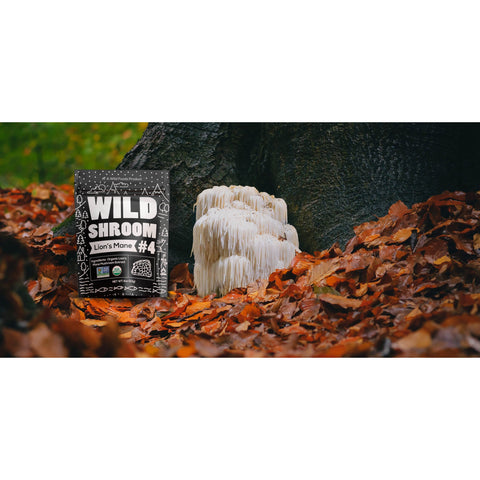 Shroom #4 Lion's Mane Mushroom Extract Case of 12 by Wild Foods