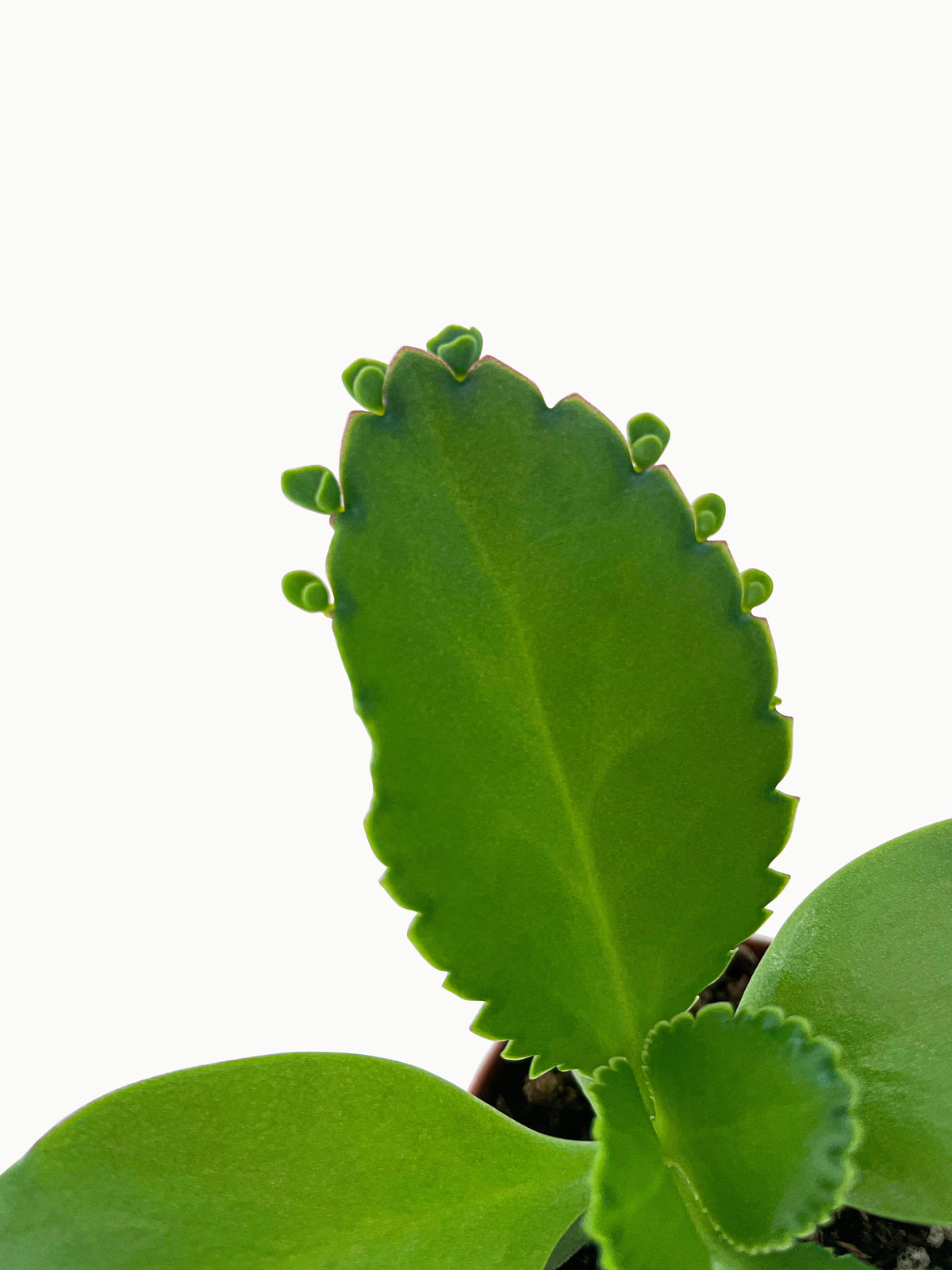 Kalanchoe Daigremontiana 'Mother of Thousands' Succulent by Bumble Plants