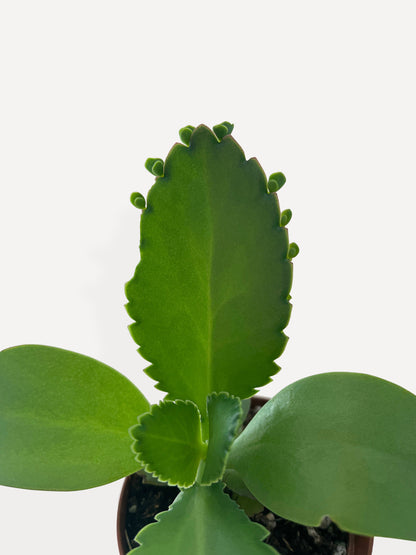 Kalanchoe Daigremontiana 'Mother of Thousands' Succulent by Bumble Plants
