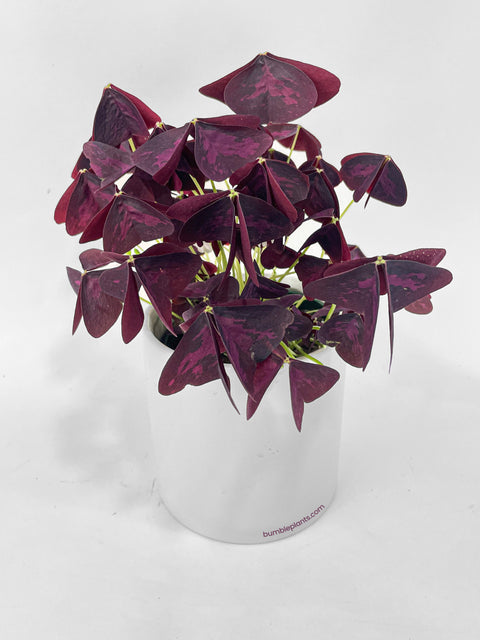 Oxalis Triangularis Purple False Shamrock by Bumble Plants