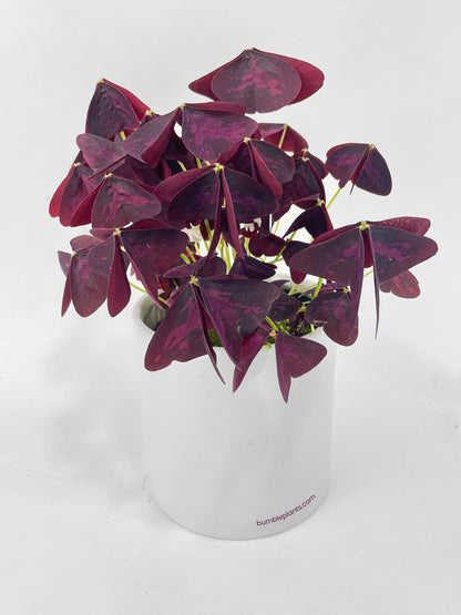 Oxalis Triangularis Purple False Shamrock by Bumble Plants