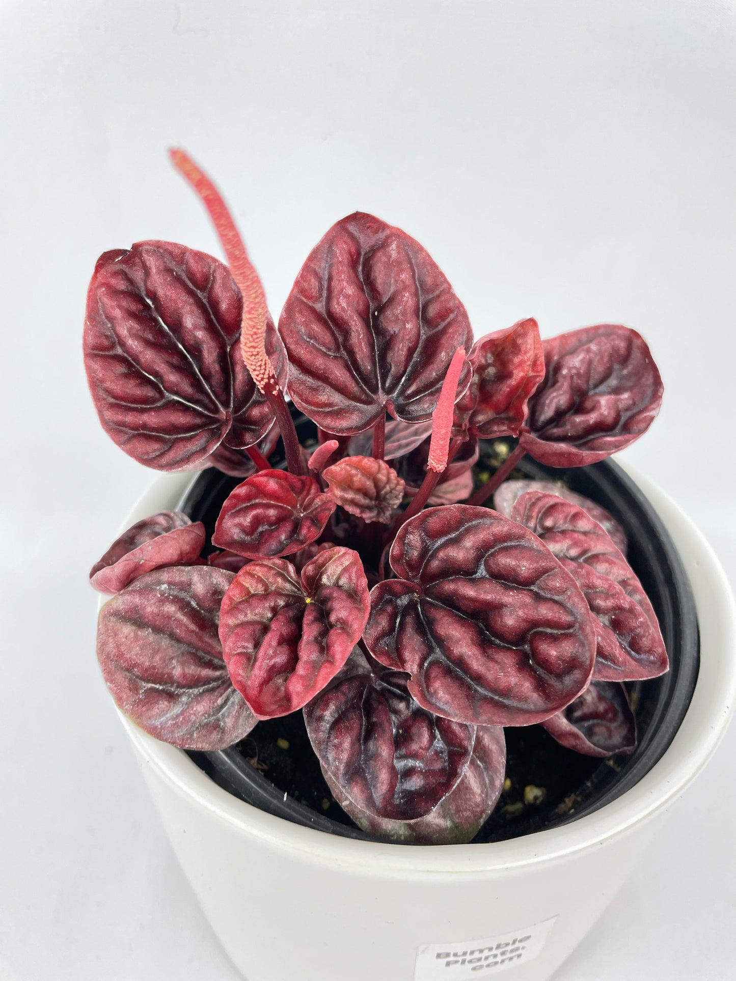 Peperomia Caperata 'Schumi Red' by Bumble Plants
