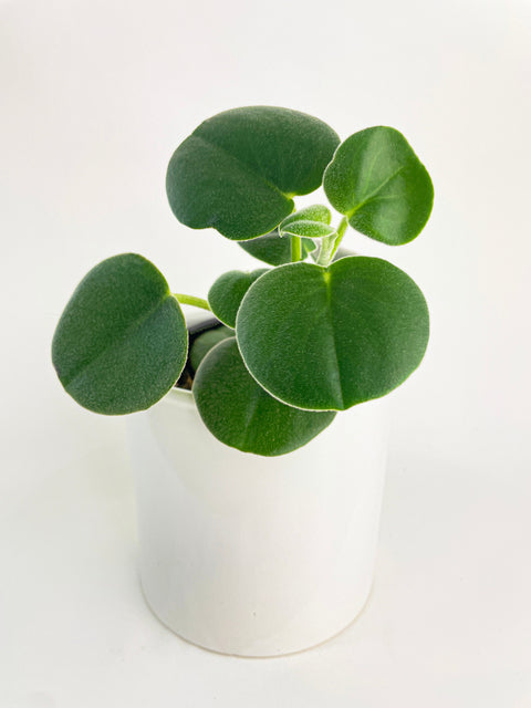 Peperomia Incana Fuzzy 'Felted Pepperface' by Bumble Plants