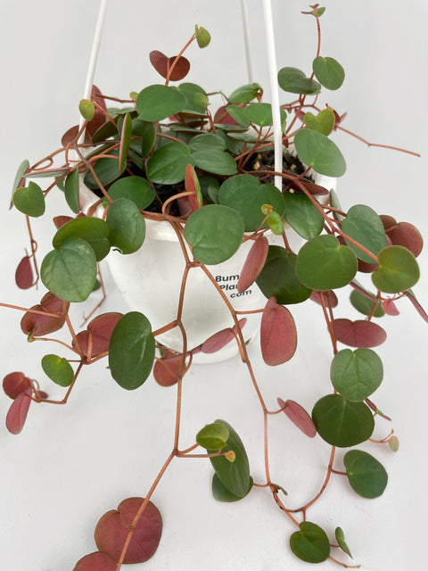 Peperomia Ruby Cascade by Bumble Plants