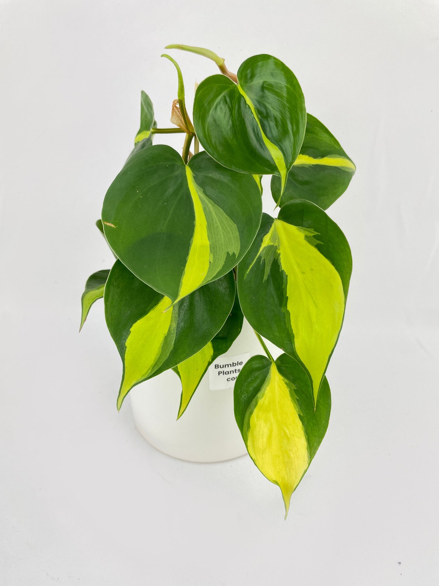 Philodendron Hederaceum Brasil by Bumble Plants