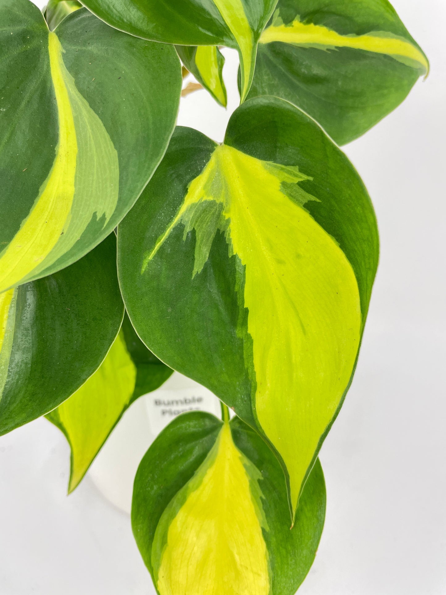 Philodendron Hederaceum Brasil by Bumble Plants