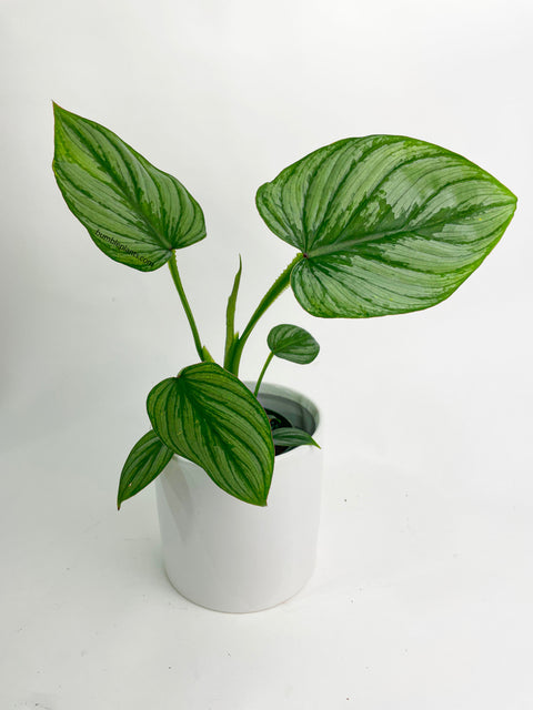 Philodendron Mamei 'Silver Cloud' by Bumble Plants