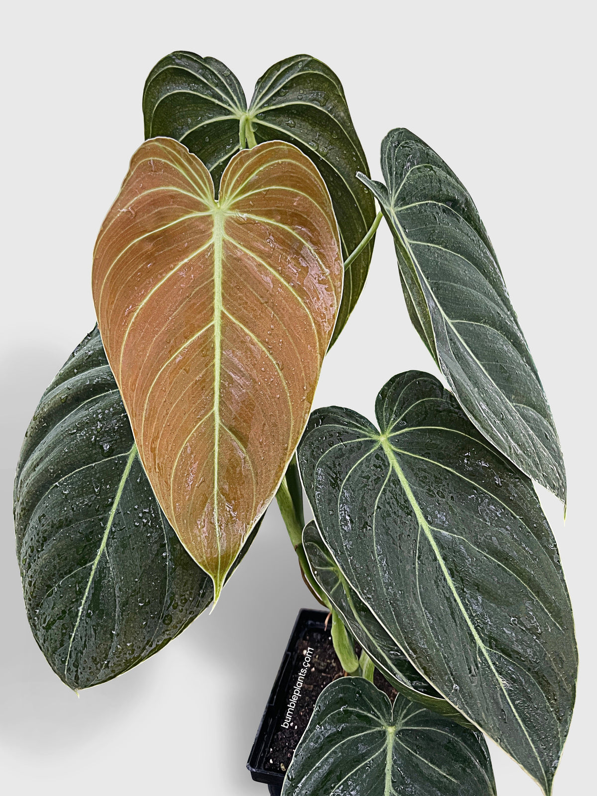 Philodendron Melanochrysum 'Melano' by Bumble Plants