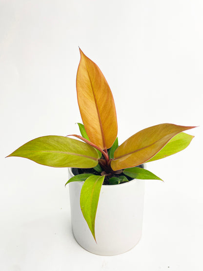 Philodendron Prince of Orange by Bumble Plants