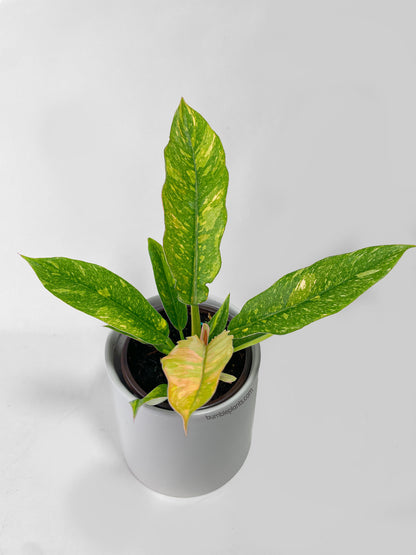 Variegated Philodendron Ring of Fire by Bumble Plants