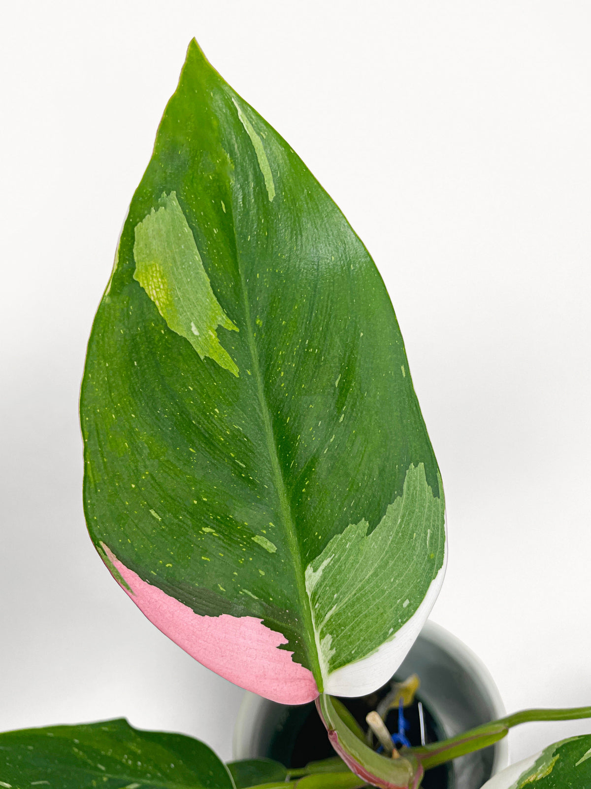 Philodendron White Princess Pink 'Tricolor' Variegata by Bumble Plants