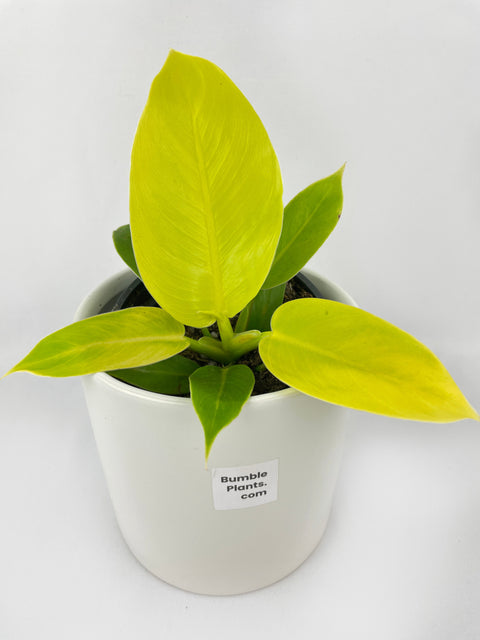 Philodendron Moonlight Lemon Lime Hybrid by Bumble Plants