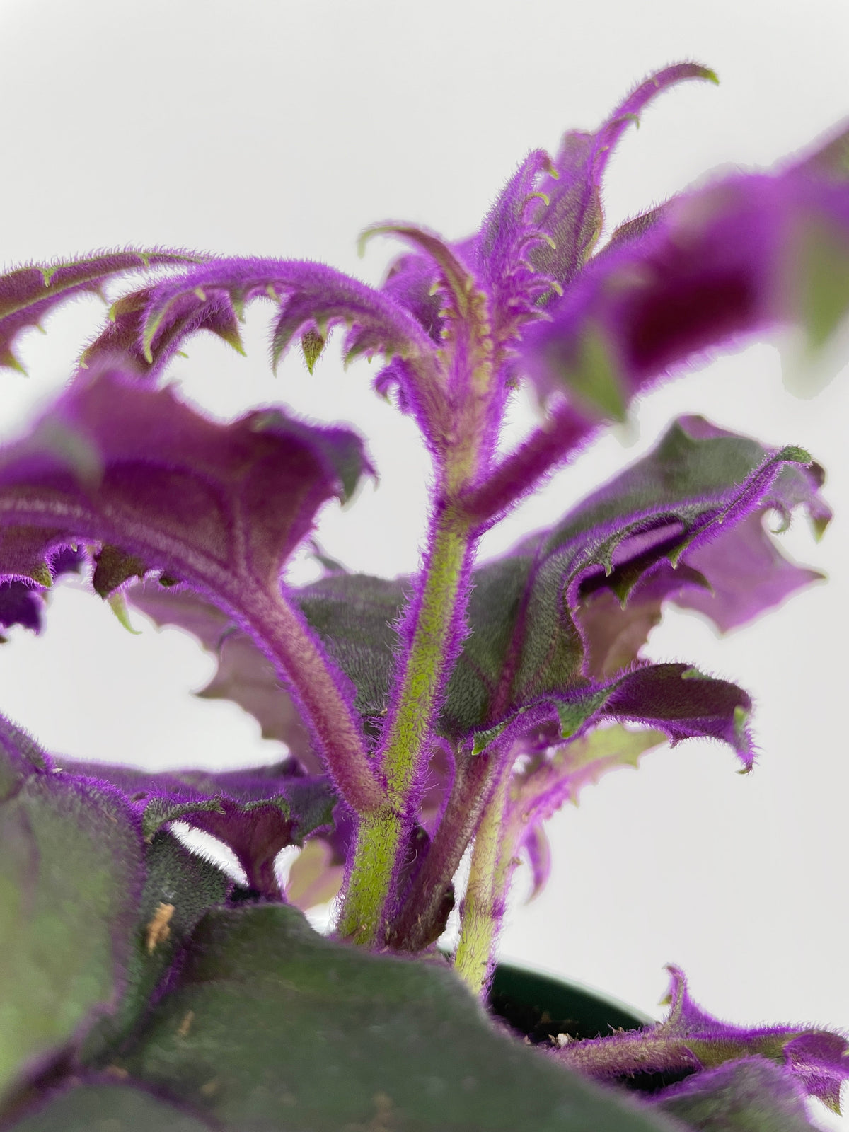 Purple Passion (Gynura Aurantiaca) by Bumble Plants