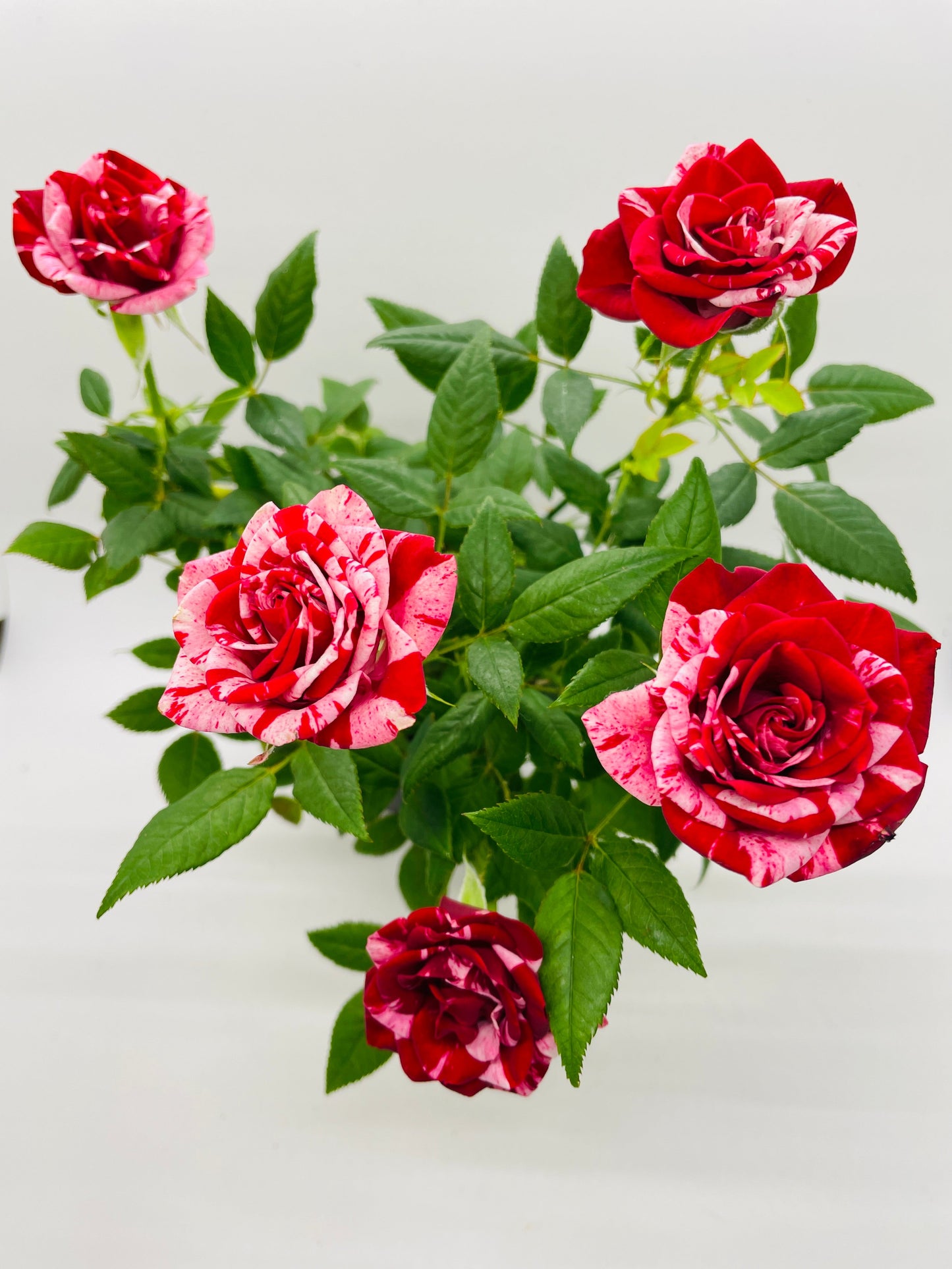 Variegated Hybrid Miniature Tea Rose Flowers by Bumble Plants