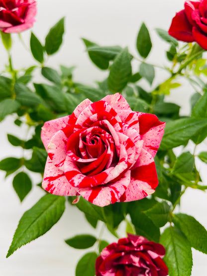 Variegated Hybrid Miniature Tea Rose Flowers by Bumble Plants