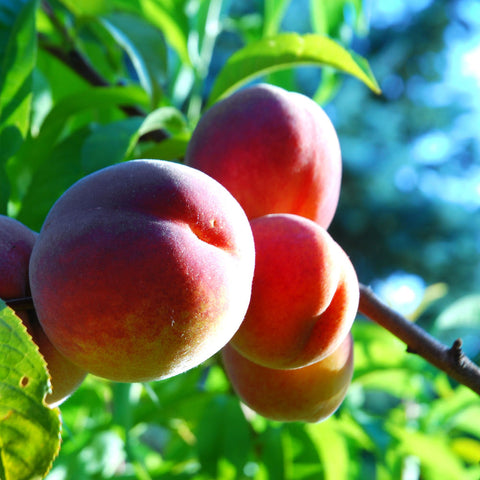 Red Haven Peach by Growing Home Farms