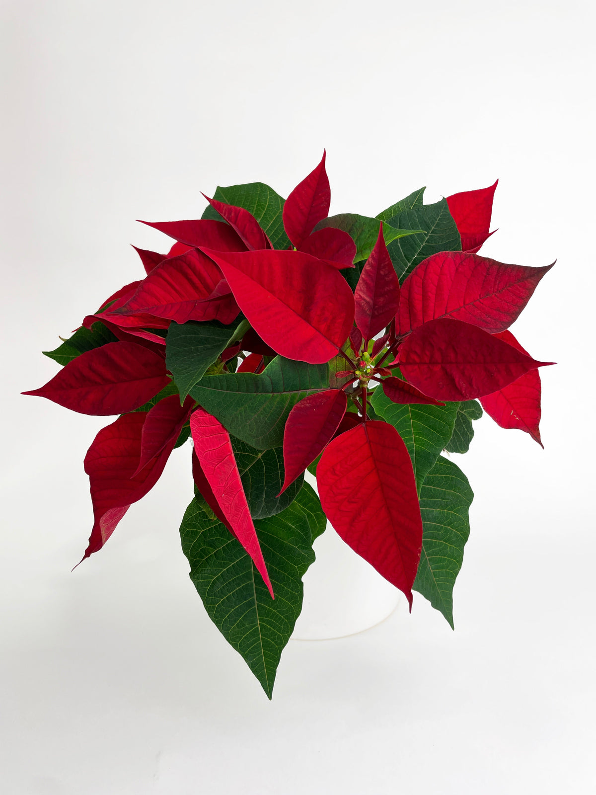 Poinsettia Christmas Plant by Bumble Plants