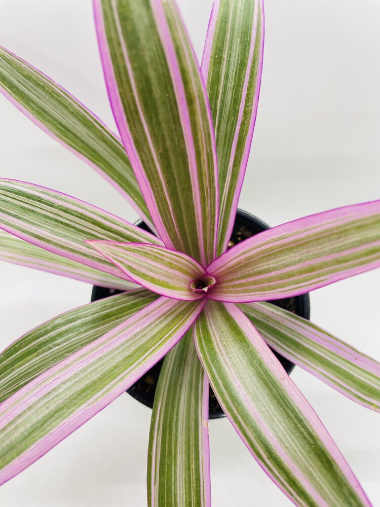 Rhoeo Tricolor Tradescantia Oyster Plant by Bumble Plants