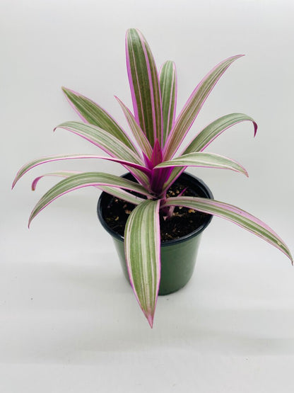 Rhoeo Tricolor Tradescantia Oyster Plant by Bumble Plants