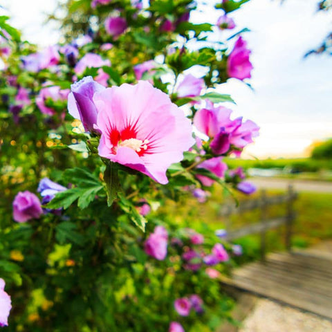 Rose of Sharon Minerva | Shop Shrubs by Growing Home Farms