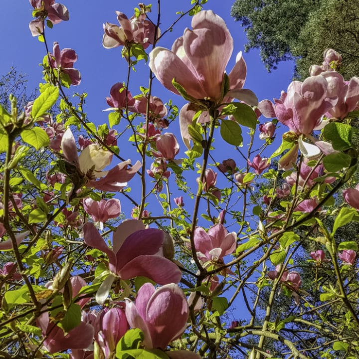Saucer Magnolia | Flowering Tree by Growing Home Farms