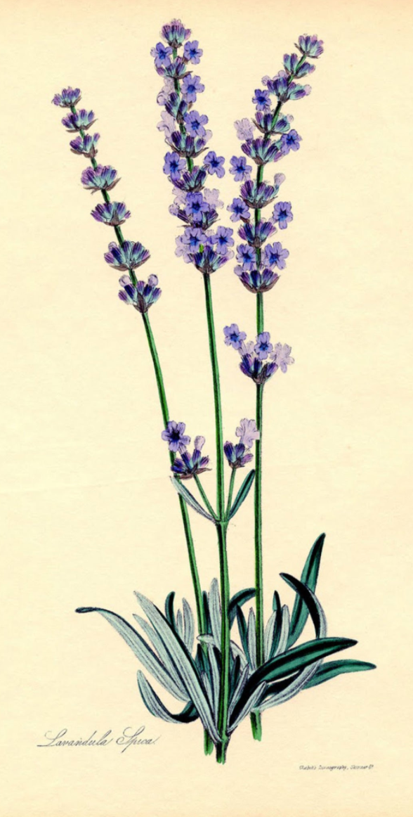 Essential Oil - Lavender (Organic) 1/8 oz by Heliotrope San Francisco