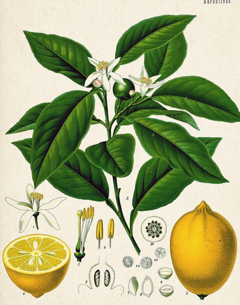 Essential Oil Blend Evening (Neroli Lemon) by Heliotrope San Francisco
