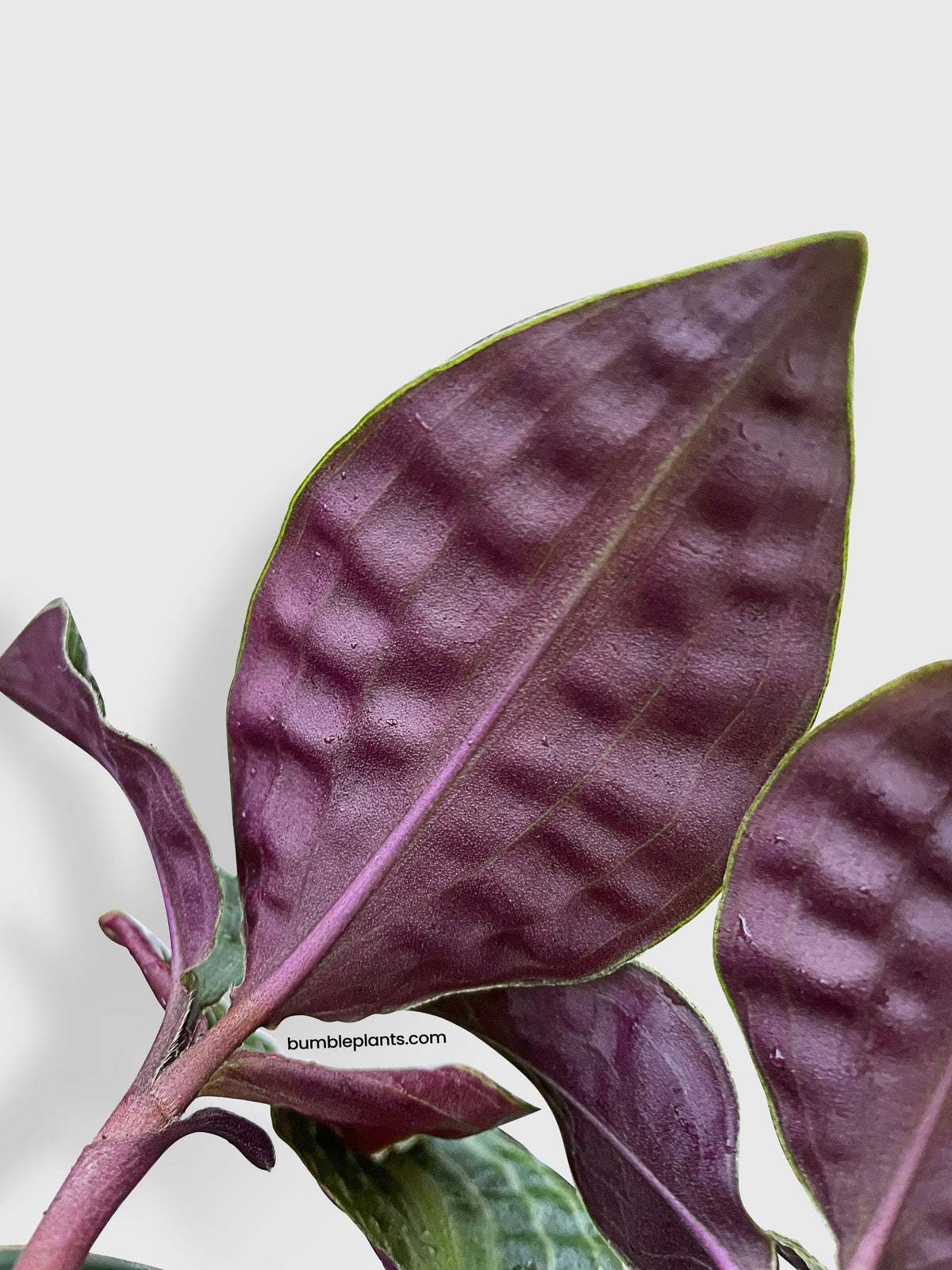 Geogenanthus Poeppigii 'Seersucker' by Bumble Plants
