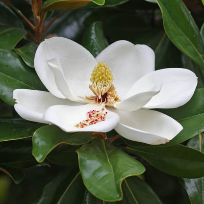 Southern Magnolia | Shade Tree by Growing Home Farms