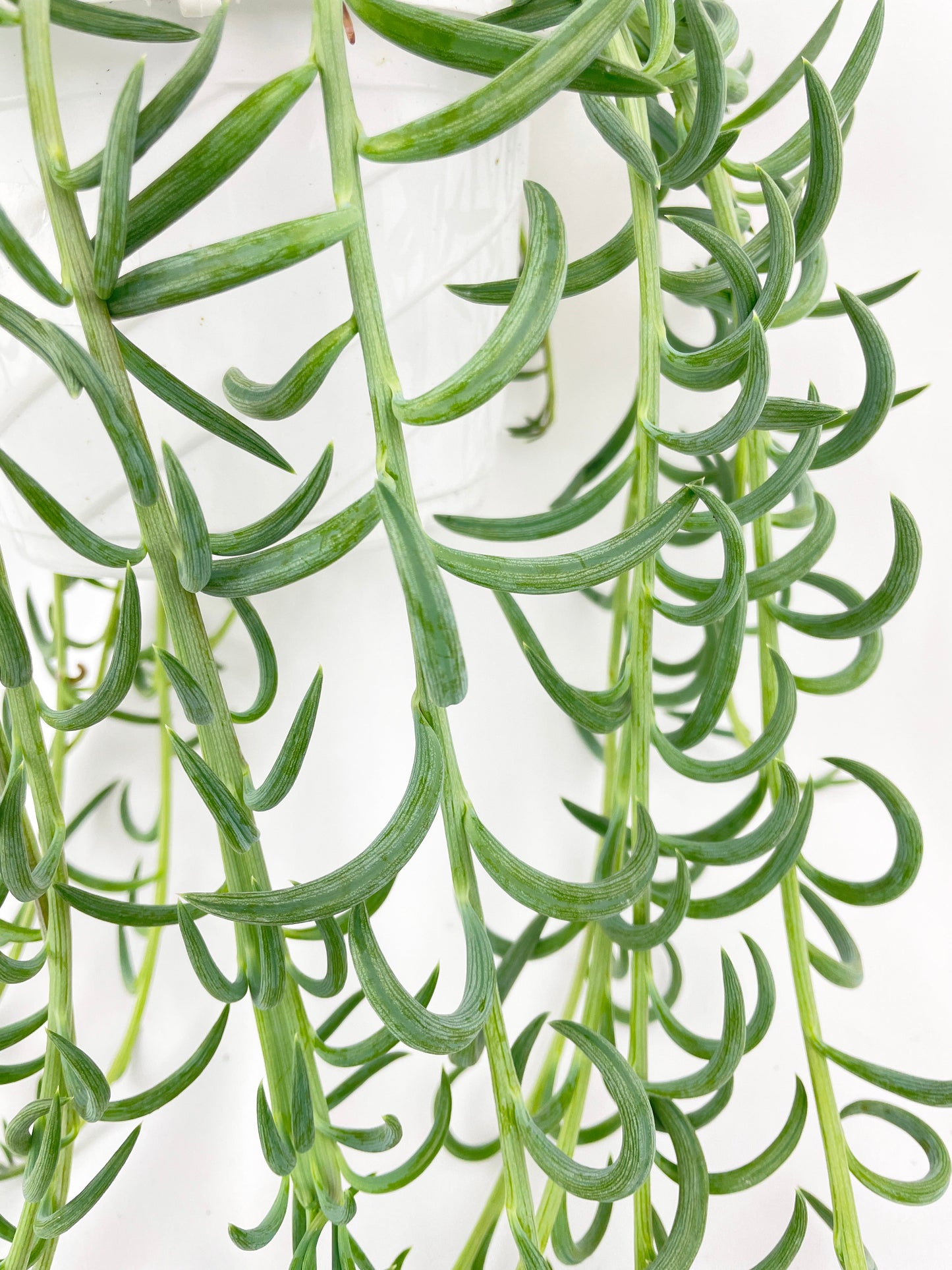 String of Fish Hooks by Bumble Plants