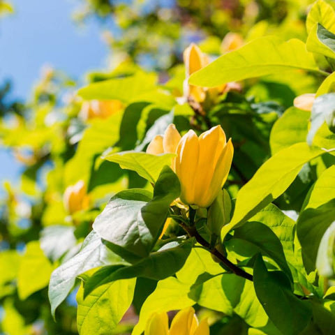 Yellow Bird Magnolia | Flowering Tree by Growing Home Farms