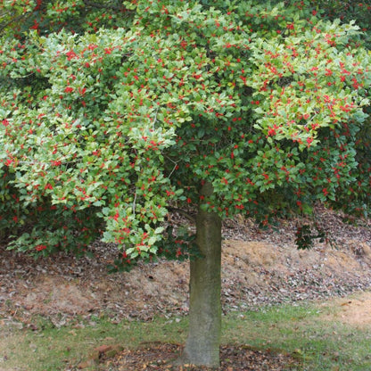 American Holly | Flowering Tree by Growing Home Farms