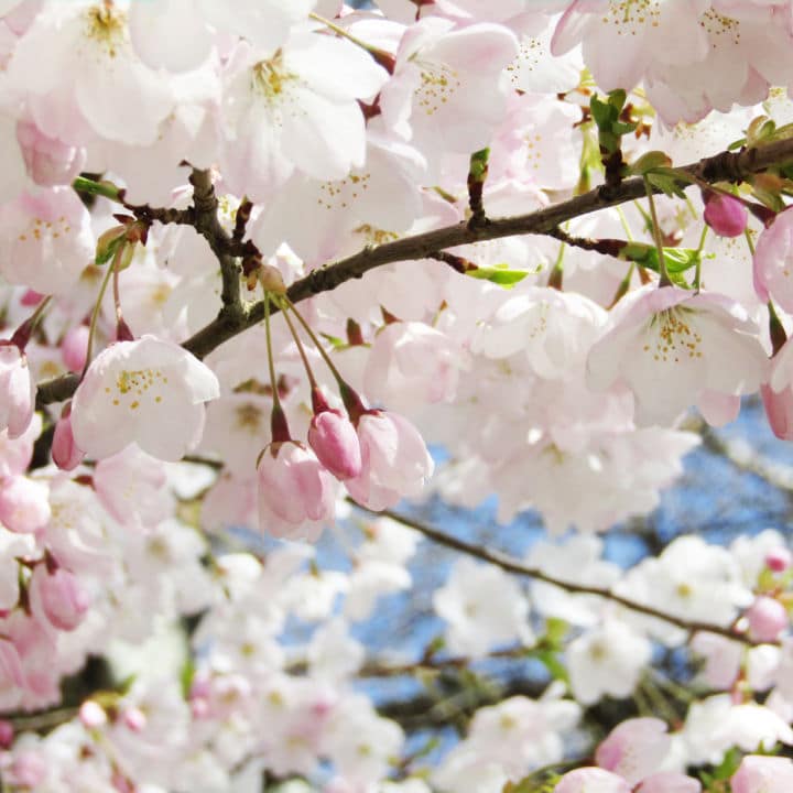 Akebono Flowering Cherry | Flowering Tree by Growing Home Farms