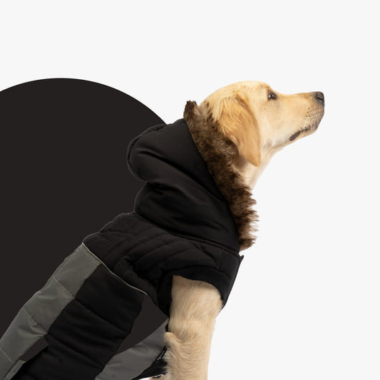 Bailey Dog Jacket - Black