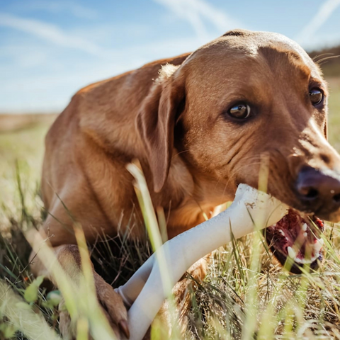 BetterBone TOUGH - Durable All-Natural, Food-Grade, No Nylon, Non-Toxic, Puppy, Dog Chews - For Aggressive Chewers. by The Better Bone Natural Dog Bone