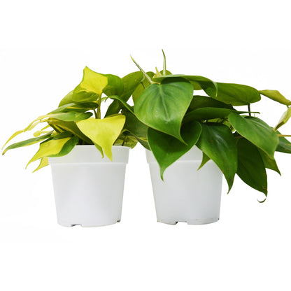 2 Philodendron Variety Pack - 4" Pot