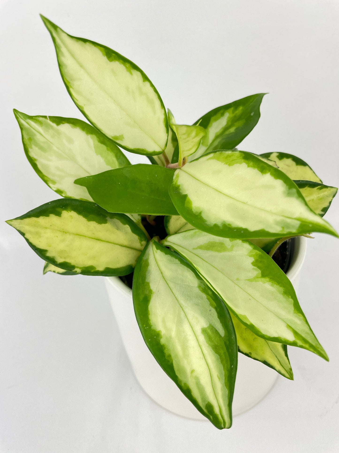 Variegated Hoya Carnosa Krimson Princess by Bumble Plants
