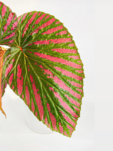 Begonia Brevirimosa Exotica by Bumble Plants
