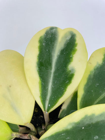 Variegated Sweetheart Hoya Kerri Albo by Bumble Plants